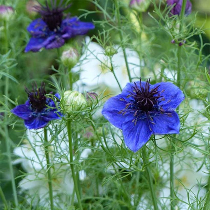 Nigella papillosa Midhigth Blue (Samen) - Schwarzkümmel (Flowering)
