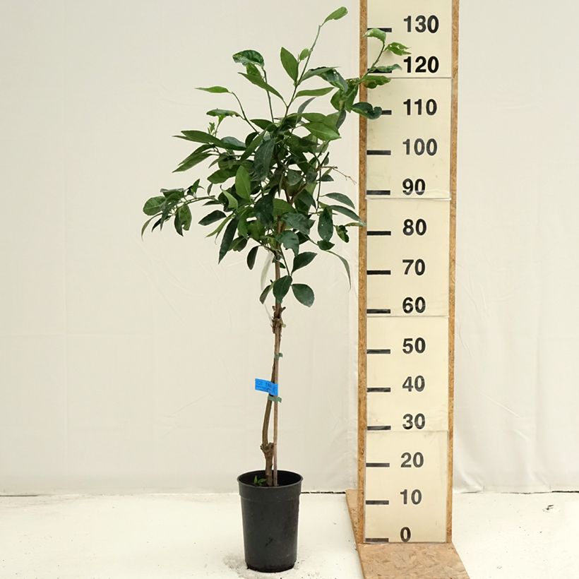 Exemplar von Hybride Zitrone - Citrus x latifolia Topf mit 3L/4L, Strauch/Busch, mehrstämmig wie im Sommer geliefert