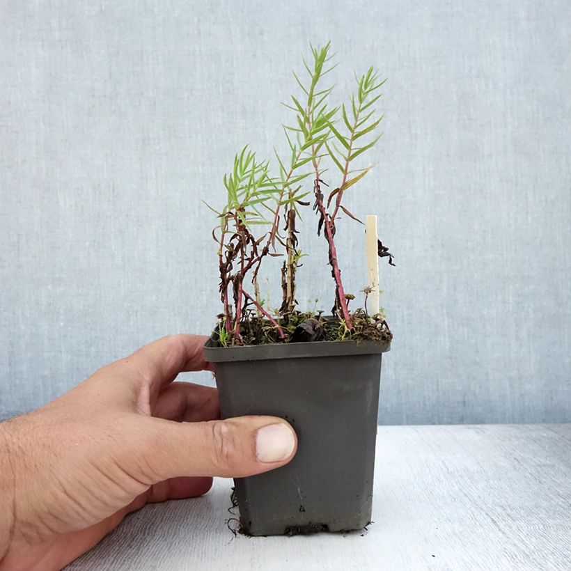 Exemplar von Gratiola officinalis - Echtes Gnadenkraut Kleine Töpfe von 8/9 cm wie im Sommer geliefert
