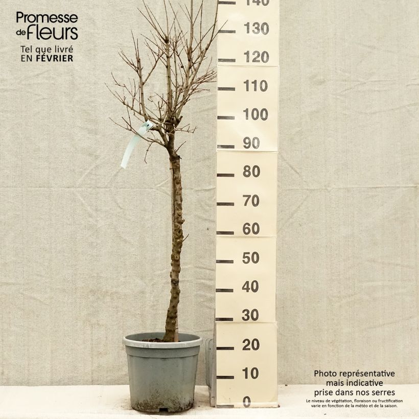 Exemplar von Grenadier à fleurs - Punica granatum California Sunset Pot de 7,5L/10L, Demi-Tige wie im Winter geliefert