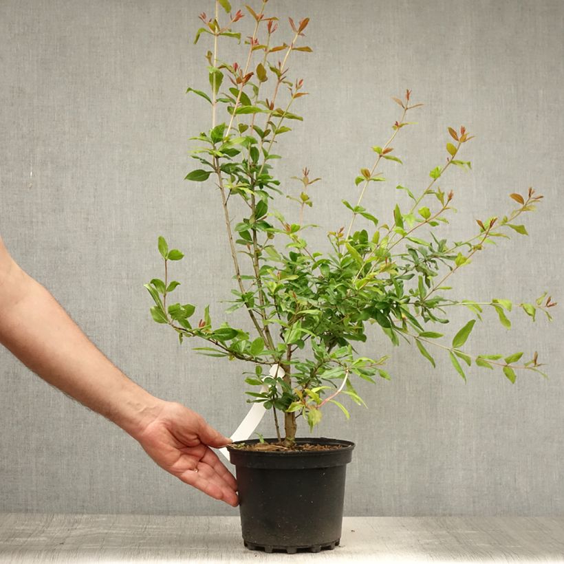 Exemplar von Punica granatum Maxima Rubra - Granatapfelbaum Topf mit 2L/3L wie im Sommer geliefert