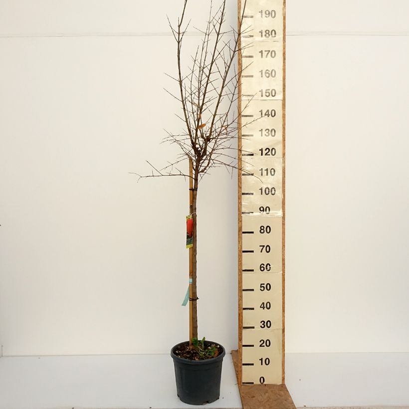 Exemplar von Punica granatum Acco (Samen) - Granatapfelbaum Topf mit 7,5L/10L, Halbstamm wie im Herbst geliefert
