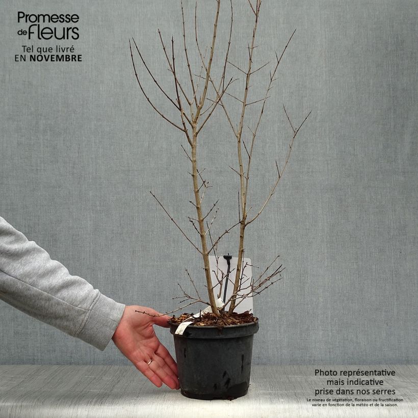 Exemplar von Granatapfelbaum Dente di leone - Punica granatum Topf mit 1,5L/2L, Strauch/Busch, mehrstämmig wie im Herbst geliefert