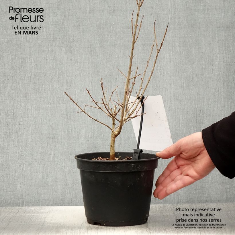 Example of Granatapfelbaum Dente di leone - Punica granatum Topf mit 1,5L/2L, Strauch/Busch, mehrstämmig as you get in printemps