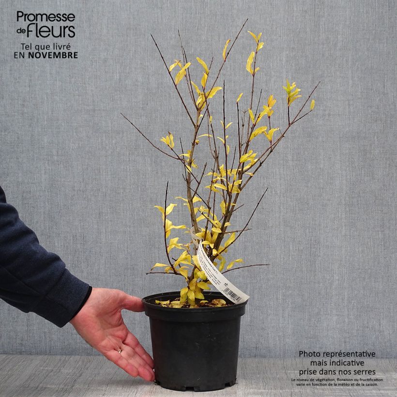 Exemplar von Granatapfelbaum Fina Tendral - Punica granatum Topf mit 2L/3L, Strauch wie im Herbst geliefert