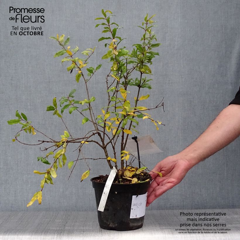 Exemplar von Granatapfelbaum Mollar de Elche - Punica granatum Topf mit 1,5L/2L, Strauch/Busch, mehrstämmig wie im Herbst geliefert
