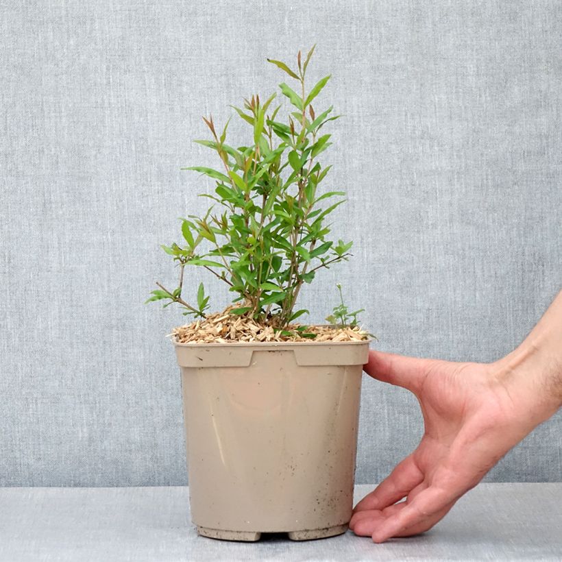 Exemplar von Granatapfelbaum Parfianka - Punica granatum Topf mit 3L/4L, Strauch wie im Frühjahr geliefert