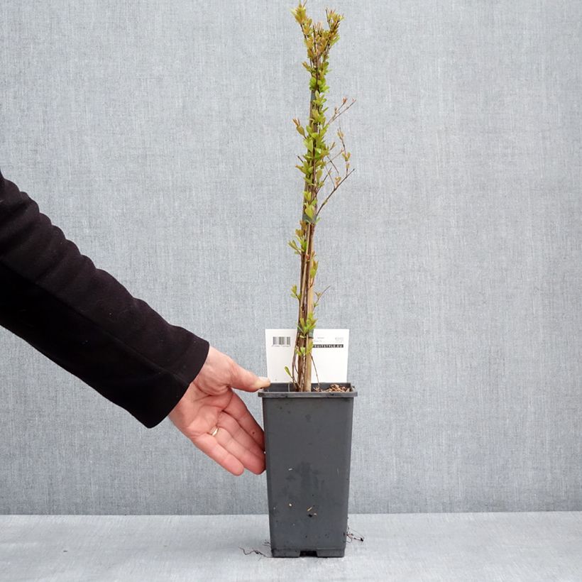 Exemplar von Granatapfelbaum Provence - Punica granatum Topf mit 1,5L/2L, Strauch/Busch, mehrstämmig wie im Frühjahr geliefert