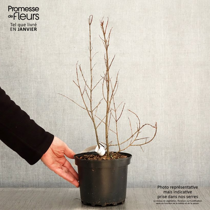 Exemplar von Grenadier à fruits - Punica granatum Wonderful Pot de 3L/4L, Touffe wie im Winter geliefert