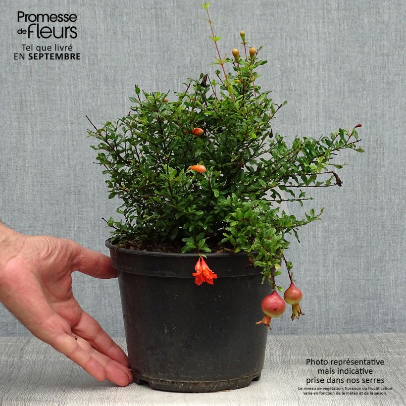 Exemplar von Grenadier nain - Punica granatum Chico ou Nana Gracillissima Pot de 3L/4L, Touffe wie im Herbst geliefert