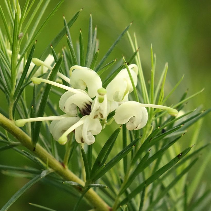 Grevillea gracilis Alba - Silbereiche (Blüte)