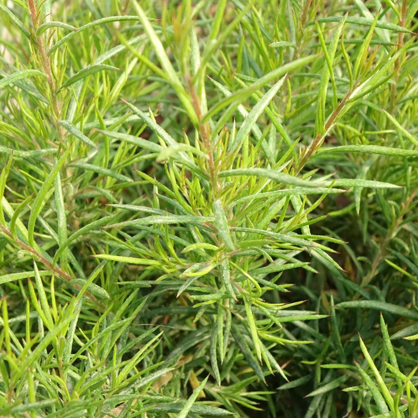 Grevillea gracilis Clearview David - Silbereiche (Laub)