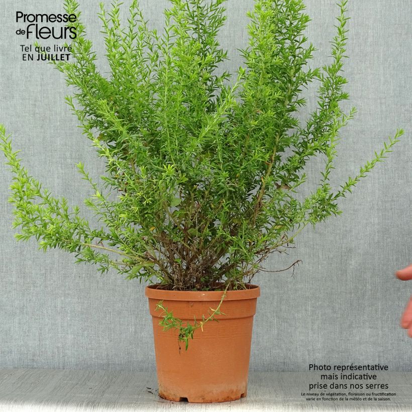 Exemplar von Grevillea gracilis Clearview David - Silbereiche Topf mit 2L/3L, Strauch wie im Sommer geliefert