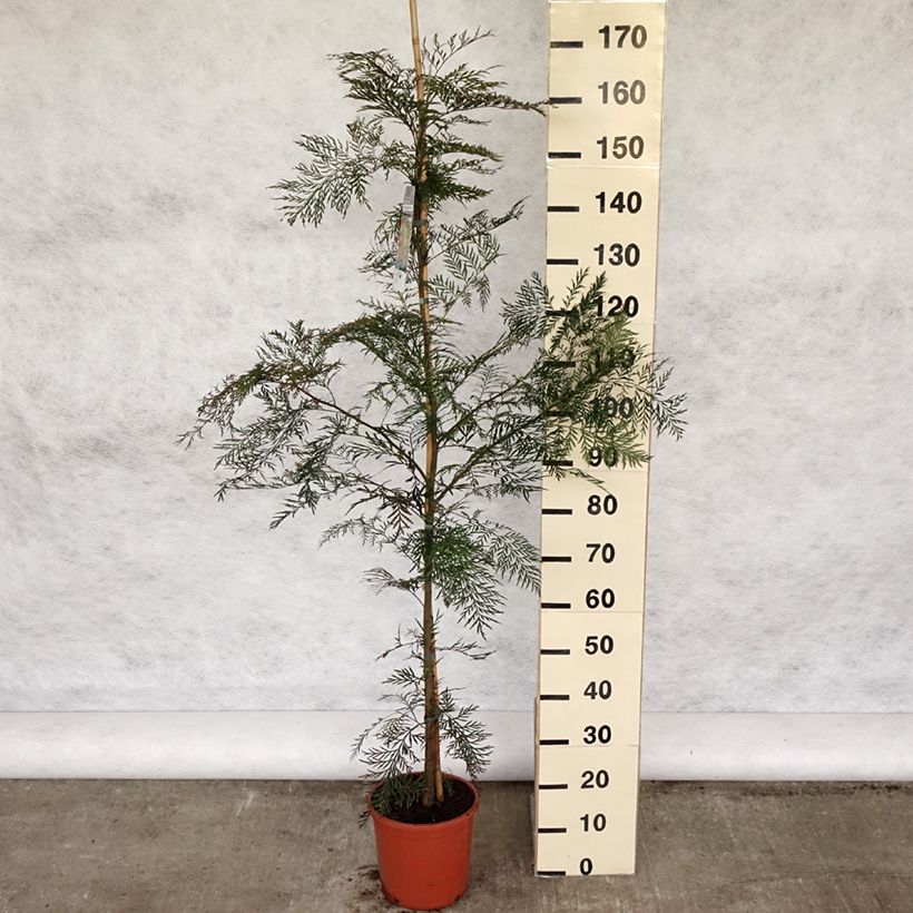 Example of Grevillea robusta - Silbereiche Topf mit 7,5L/10L as you get in printemps
