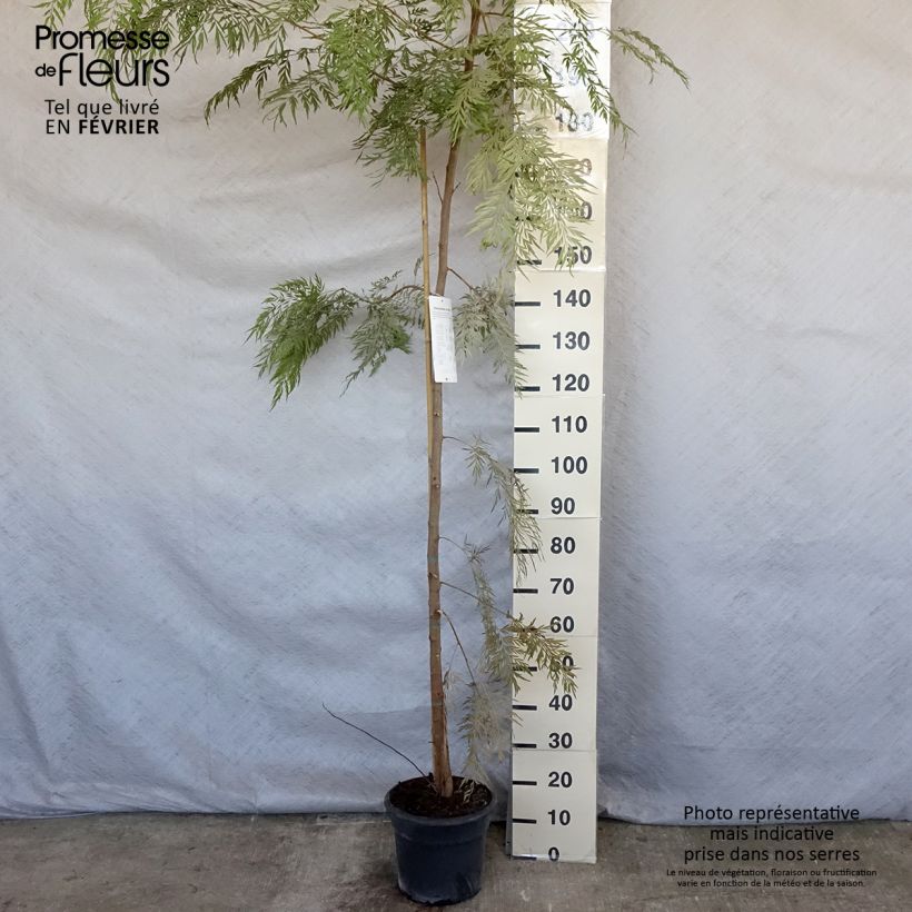 Exemplar von Grevillea robusta - Grévillier Pot de 7,5L/10L wie im Winter geliefert