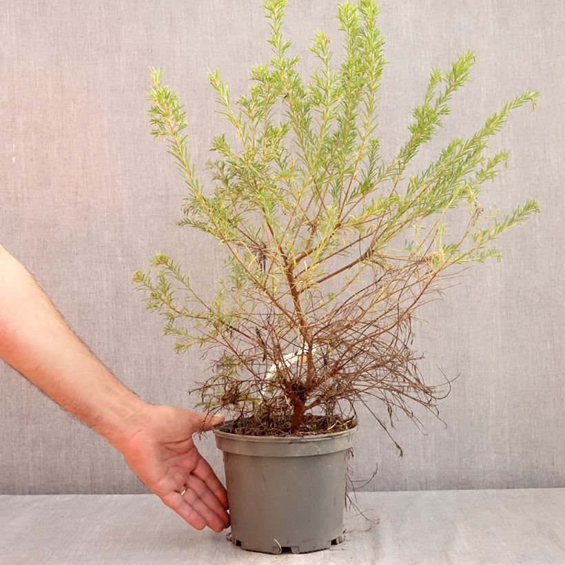 Exemplar von Grevillea rosmarinifolia Rosa Jenkinsii - Rosmarin-Silbereiche Topf mit 3L/4L wie im Sommer geliefert