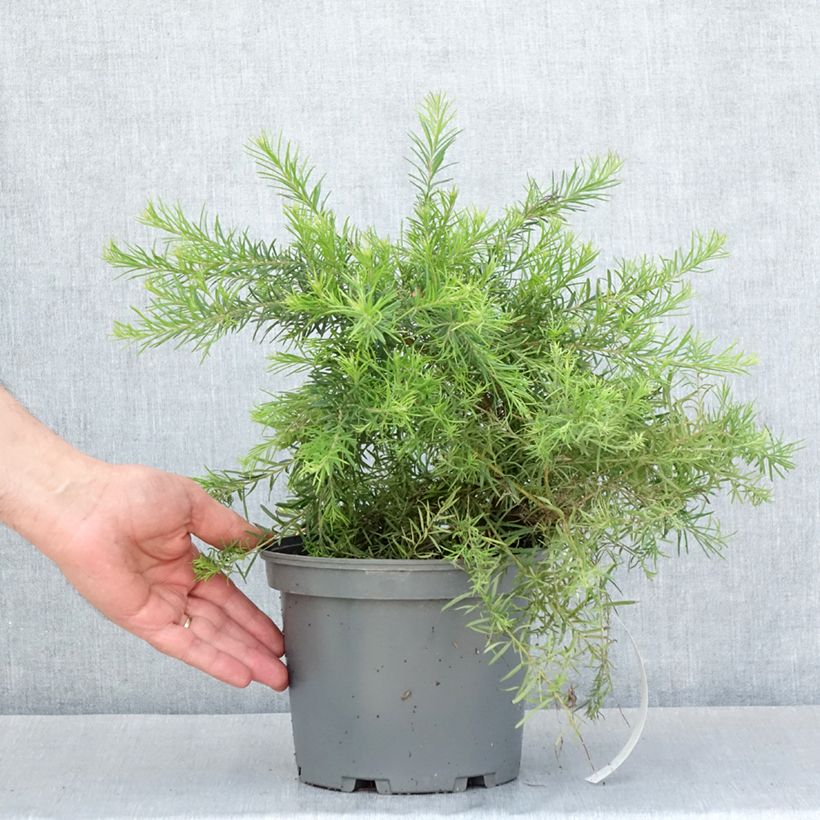 Example of Grevillea rosmarinifolia Rosa Jenkinsii - Rosmarin-Silbereiche Topf mit 3L/4L as you get in printemps