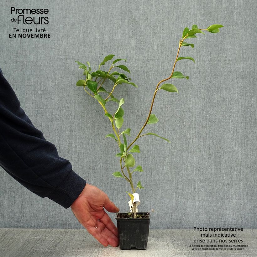 Exemplar von Griselinia lucida - Griselinie luisante Godet de 8/9 cm wie im Herbst geliefert