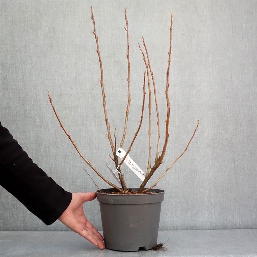 Exemplar von Blut-Johannisbeere Pulborough Scarlet - Ribes sanguineum Topf mit 2L/3L wie im Winter geliefert