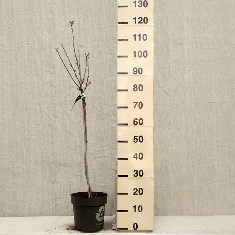 Example of Rote Johannisbeere Weiße aus Jüterbog Topf mit 6L/7L, Stamm as you get in printemps