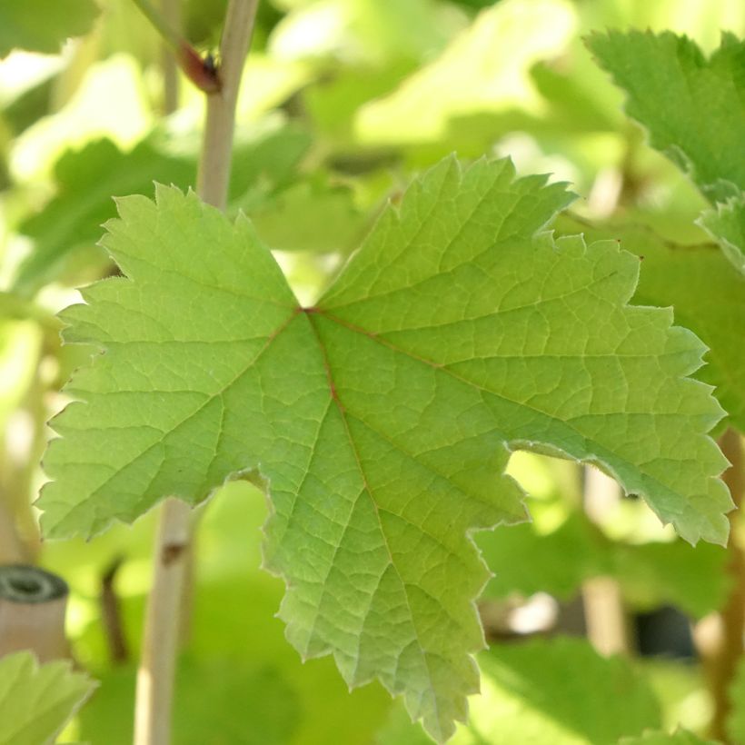 Rote Johannisbeere Werdavia (Laub)