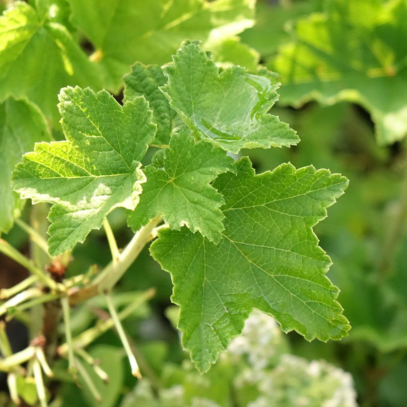 Rote Johannisbeere Zitavia (Laub)