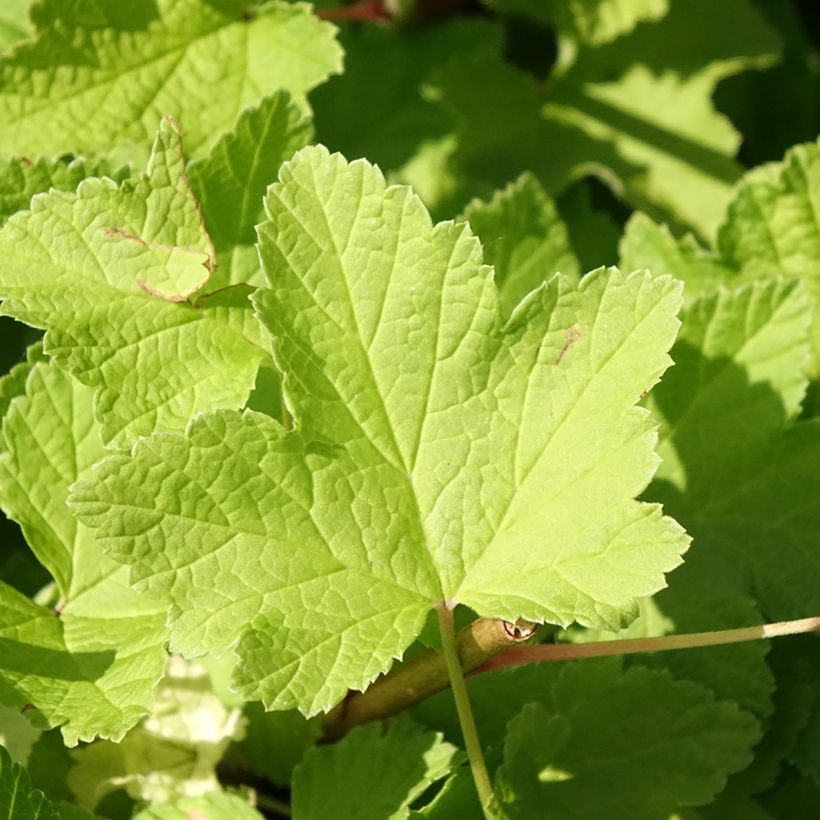 Rote Johannisbeere Jonkheer van Tets (Laub)
