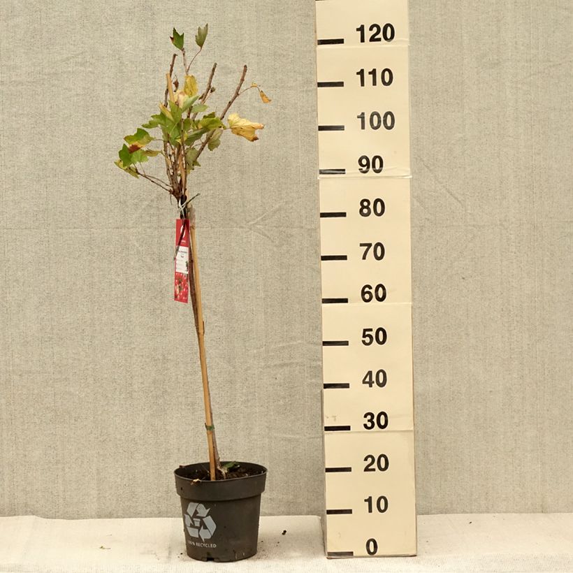 Exemplar von Rote Johannisbeere Rolan Topf mit 6L/7L, Stamm wie im Herbst geliefert