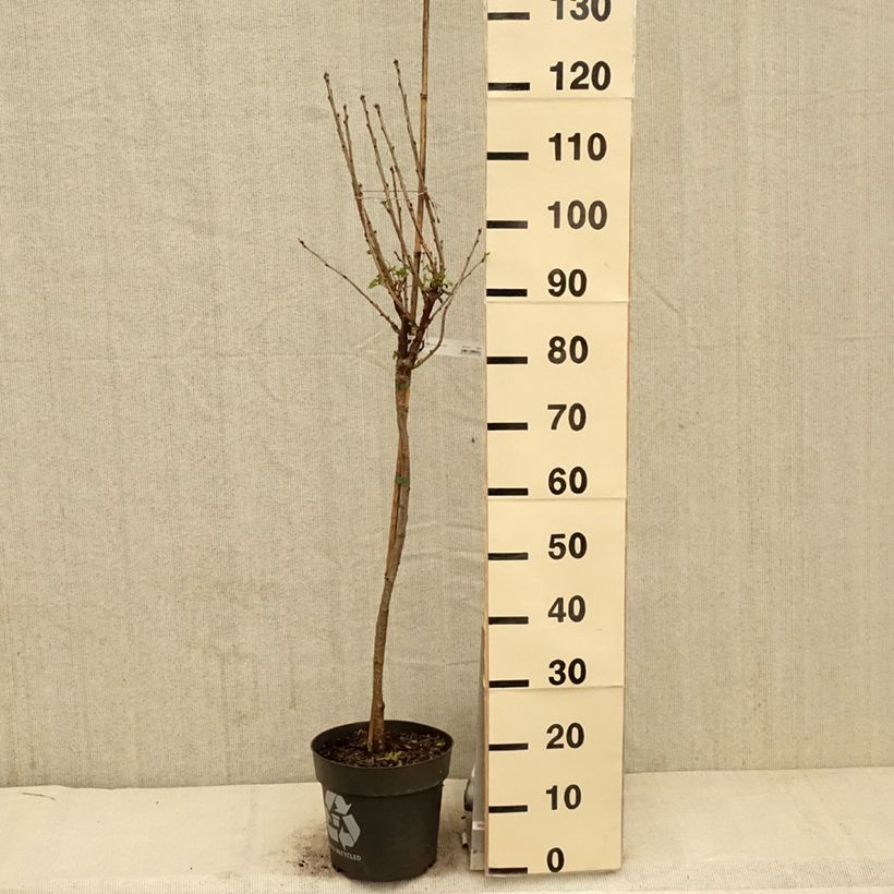 Example of Rote Johannisbeere Rolan Topf mit 6L/7L, Stamm as you get in printemps