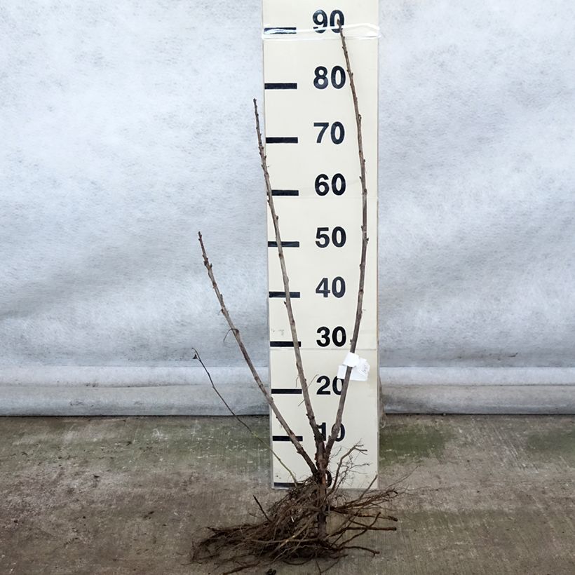 Exemplar von Rote Johannisbeere Delbard Giganta Bosron Wurzelnackt, Strauch wie im Winter geliefert