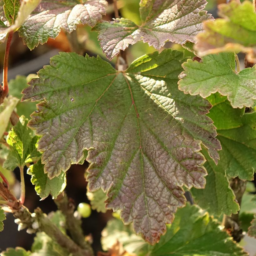 Rote Johannisbeere Première Groseille Raisin deltir (Foliage)