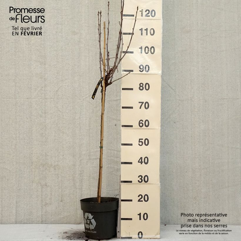 Exemplar von Groseillier à grappes rouges Ribest Babette Pot de 6L/7L, Tige, Tige de 40 cm wie im Winter geliefert