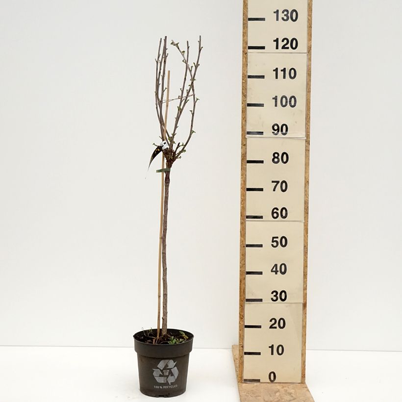 Example of Rote Johannisbeere Ribest Babette Topf mit 6L/7L, Stamm as you get in printemps