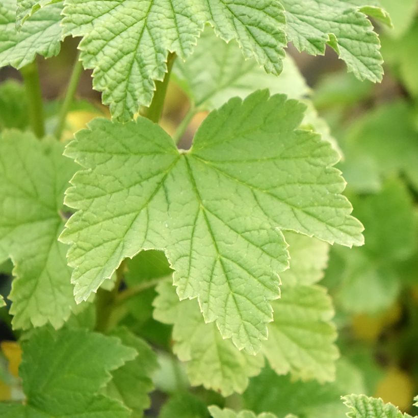 Rote Johannisbeere Ribest Lisette (Laub)