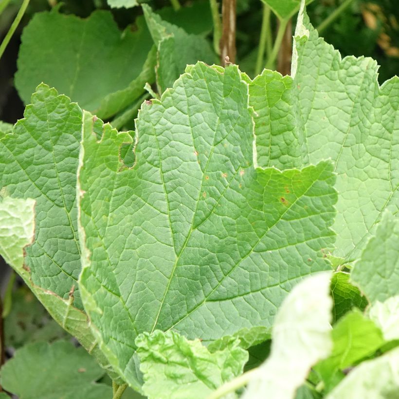 Rote Johannisbeere Ribest Sonette (Laub)