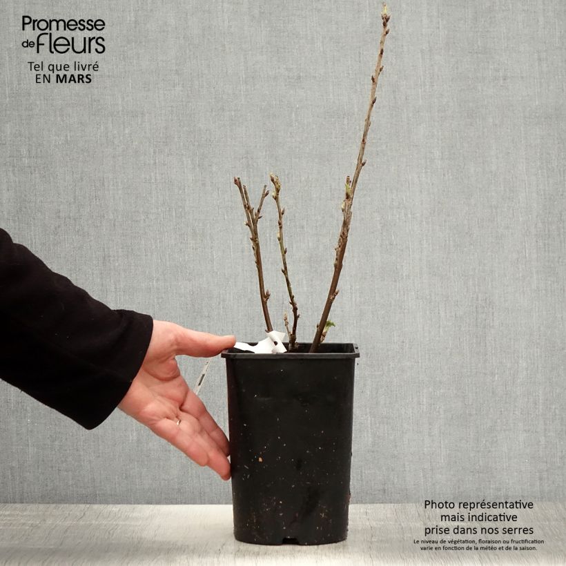 Example of Rote Johannisbeere Rosetta Topf mit 2L/3L, Strauch/Busch, mehrstämmig as you get in printemps