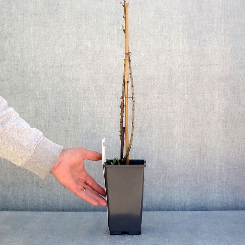 Exemplar von Rote Johannisbeere Versaillaise Rouge Topf mit 4L/5L wie im Frühjahr geliefert