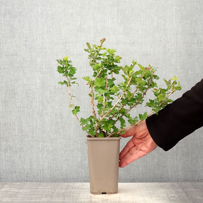 Example of Stachelbeere Crispa Goldling Topf mit 1,5L/2L as you get in printemps