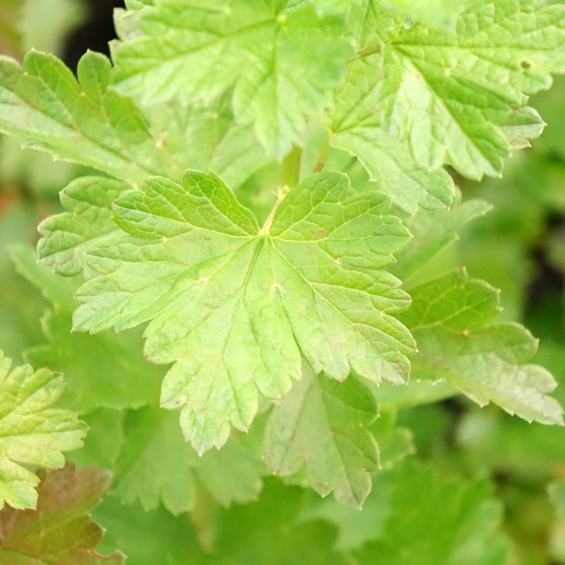 Stachelbeere Easycrisp Mr Green (Foliage)