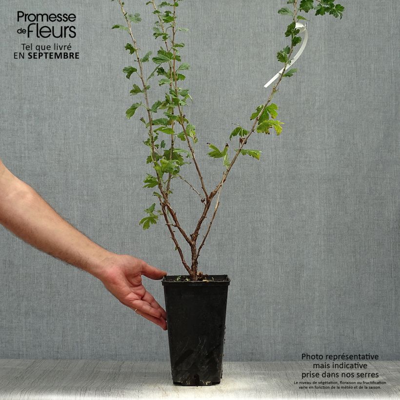 Exemplar von Groseillier à maquereaux Freedonia  Pot de 1,5L/2L wie im Herbst geliefert