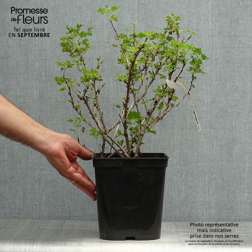 Exemplar von Groseillier à maquereaux Freedonia  Pot de 4L/5L wie im Herbst geliefert