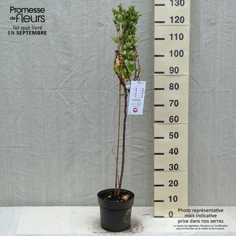 Exemplar von Groseillier à maquereaux Mucurines - Ribes uva-crispa Pot de 6L/7L, Tige, Tige de 40 cm wie im Herbst geliefert