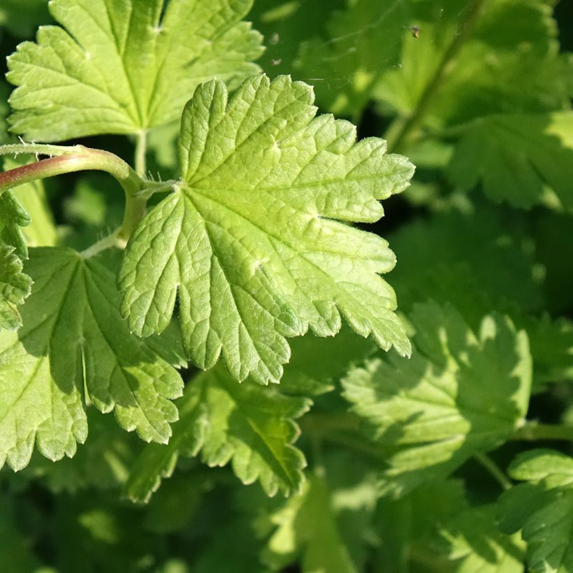 Stachelbeere Captivator (Laub)