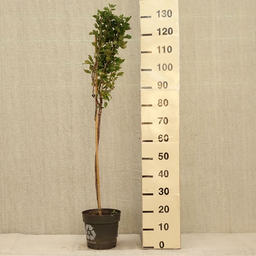 Exemplar von Groseillier à maquereaux Crispa Darling - Ribes uva-crispa Pot de 6L/7L, Tige, Tige de 40 cm wie im Herbst geliefert