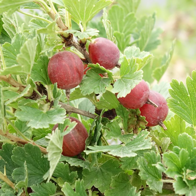 Rote Stachelbeere Crispa Darling (Ernte)