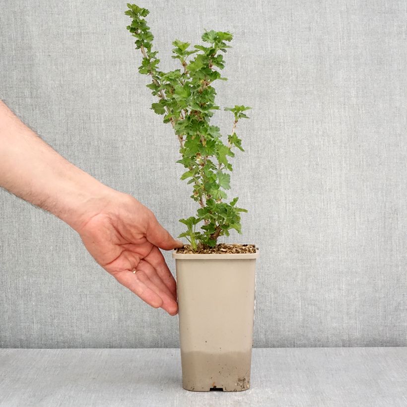 Exemplar von Stachelbeere - Ribes uva-crispa Topf mit 1,5L/2L, Strauch/Busch, mehrstämmig wie im Frühjahr geliefert