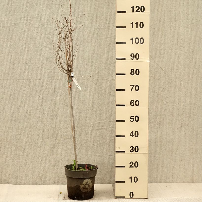 Exemplar von Stachelbeere Solemio Crispa Topf mit 6L/7L, Stamm wie im Herbst geliefert