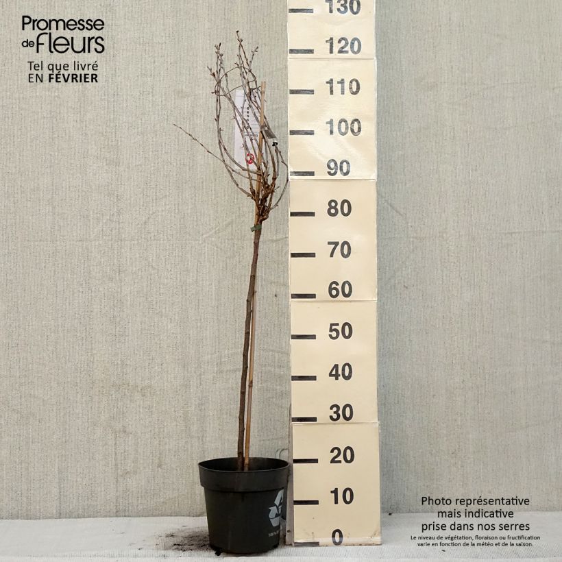 Exemplar von Groseillier à maquereaux Easycrisp Lady Late - Ribes uva-crispa Pot de 6L/7L, Tige, Tige de 40 cm wie im Winter geliefert