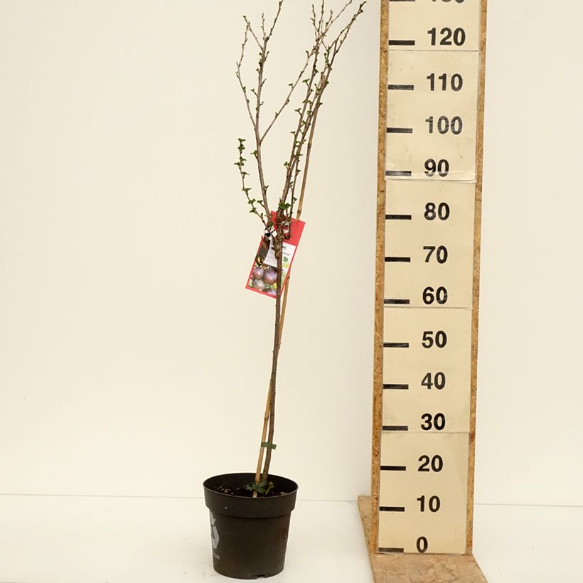 Exemplar von Stachelbeere Easycrisp Lady Late Topf mit 6L/7L, Stamm wie im Frühjahr geliefert