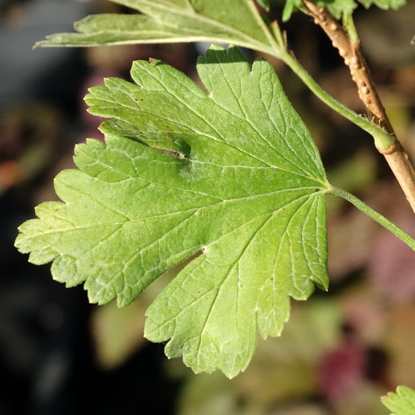 Stachelbeere Easycrisp Lady Late (Laub)